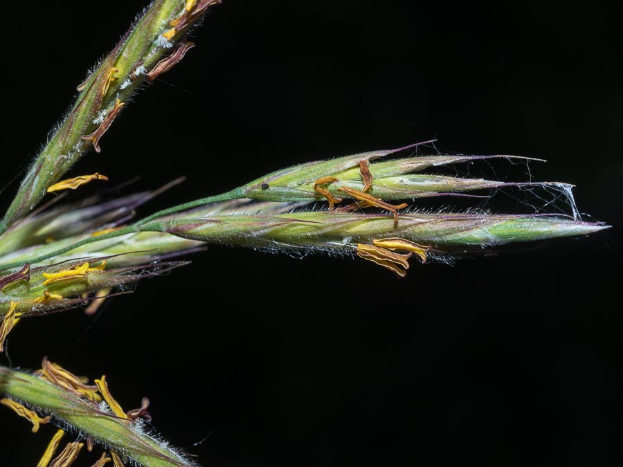 Poaceae - Bromopsis erecta  (+Festuca arundinacea)